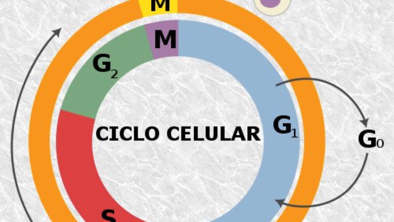 Ciclo Celular Mind Map