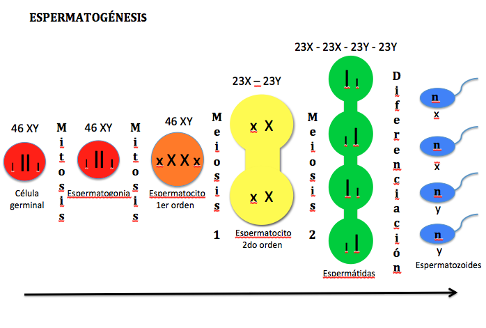¿Qué son las espermatogonias y qué tipos hay?