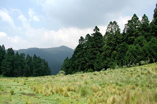 Bosque De Coníferas: Características, Flora, Fauna, Clima, Localización