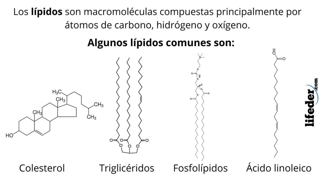 Lípidos Qué Son Características Ejemplos Estructura Función 7231