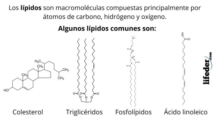 Lípidos Qué Son Características Ejemplos Estructura Función 9024