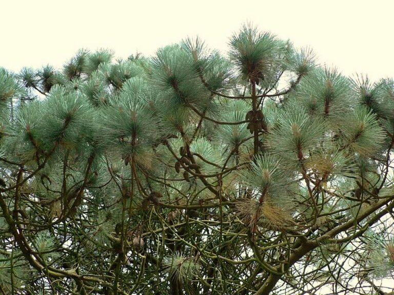 Flora y Fauna de Puebla