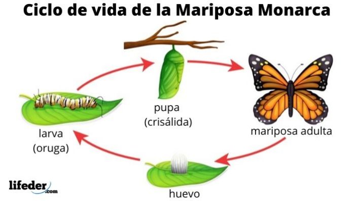 Ciclo De Vida De La Mariposa Fases Y Características Con Imágenes