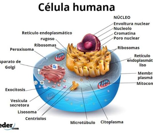 Ciencia - Lifeder