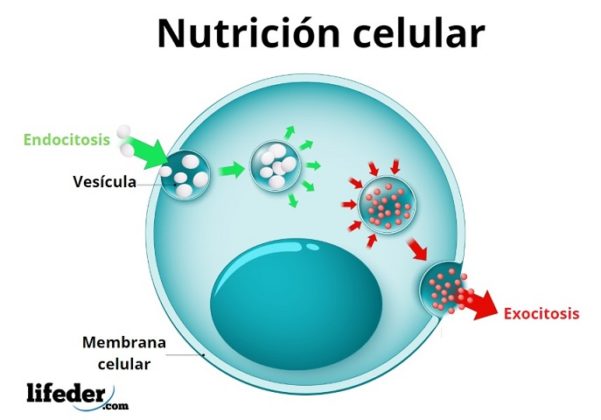 Nutrición Celular: Proceso Y Nutrientes