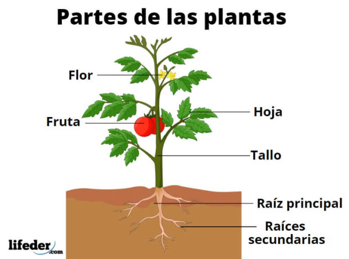 Partes De Las Plantas Y Sus Funciones 7986