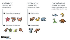 Clasificación De Los Animales (con Imágenes Y Ejemplos)