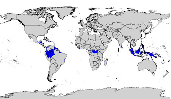Clima Ecuatorial Características Localización Flora Fauna