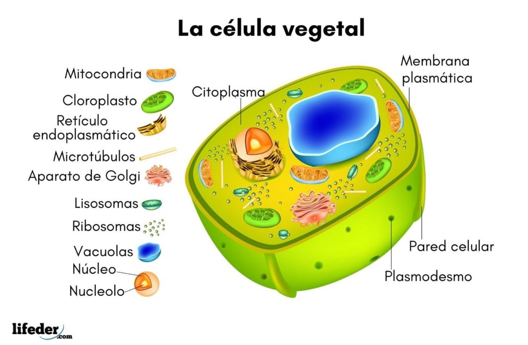 Célula Vegetal Qué Es Características Partes Funciones Ejemplos 8063