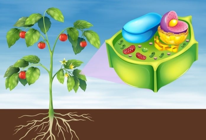 Célula Vegetal Qué Es Características Partes Funciones Ejemplos