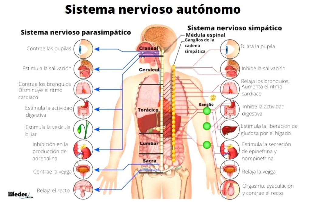 Partes Del Sistema Nervioso Funciones Y Estructuras