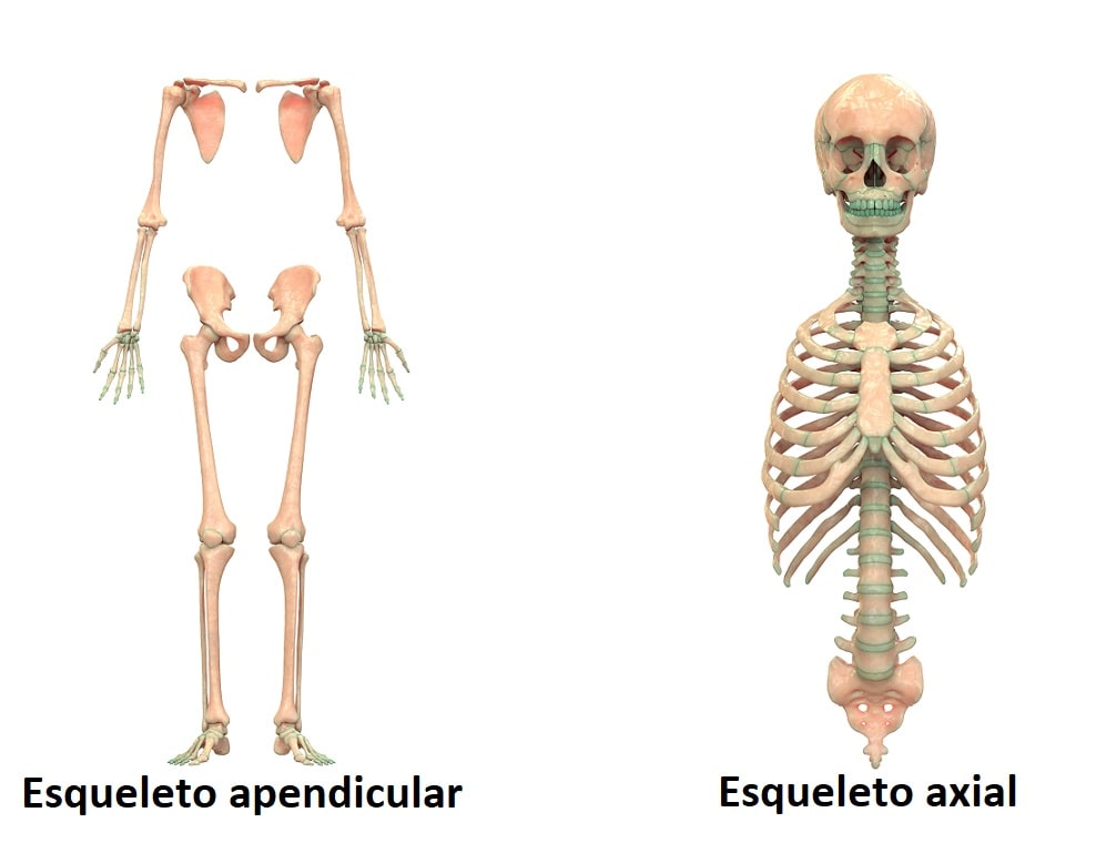 Esqueleto apendicular funciones y huesos