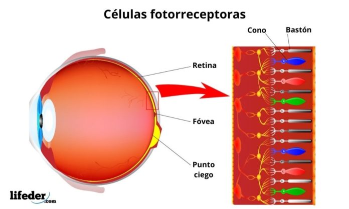 Receptores Sensoriales Clasificación Fisiología Características