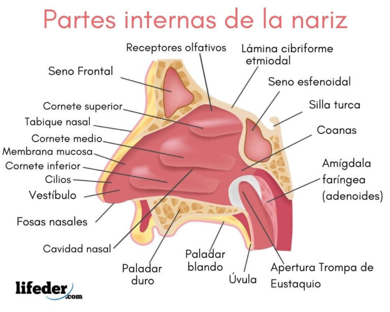 La Nariz Sus Partes Y Funciones 7721