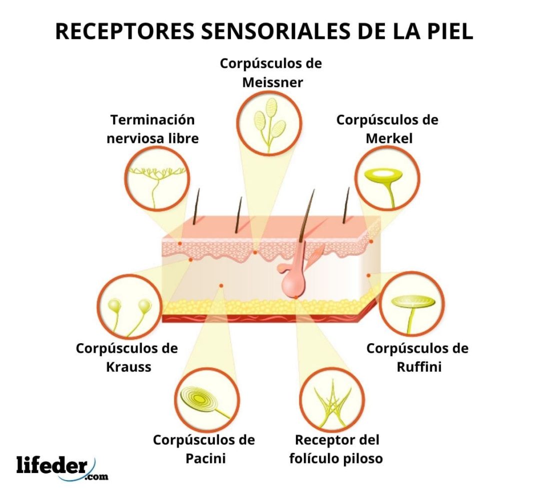 Receptores sensoriales clasificación fisiología características