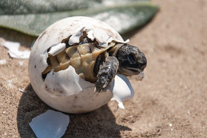 Animales ovíparos vivíparos y ovovivíparos con ejemplos