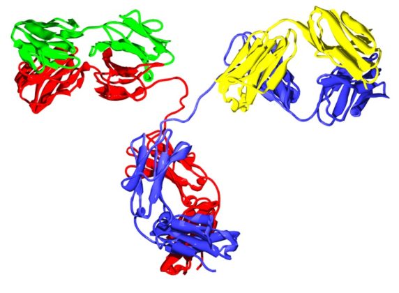 Proteínas Globulares Características Estructura Ejemplos 7636
