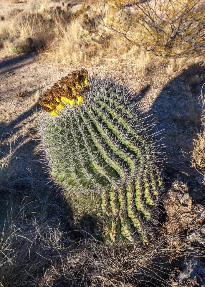 Flora Y Fauna De Baja California Sur