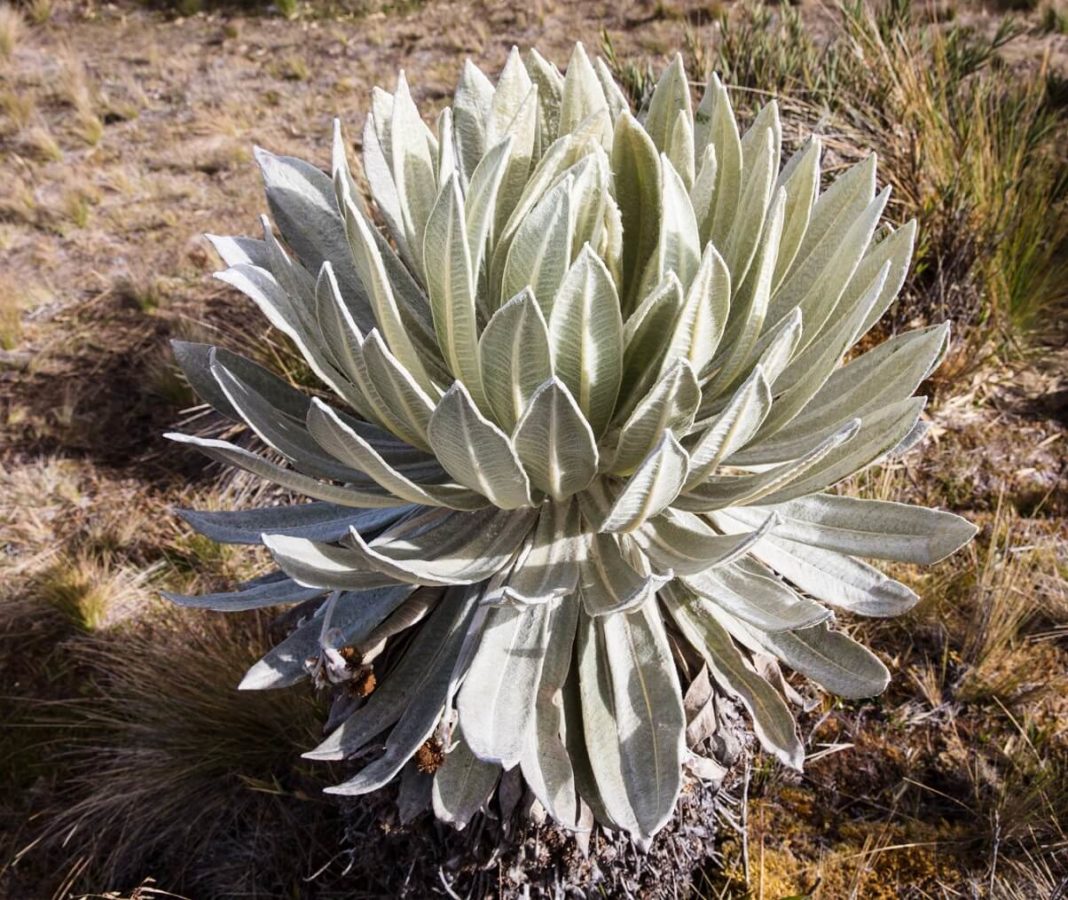 Flora Y Fauna De La Sierra Ecuatoriana Especies Representativas 7799