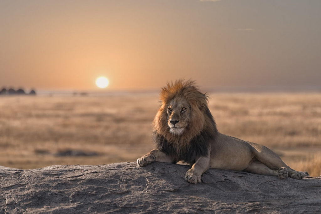 animales de la sabana africana y sus características