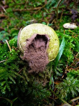 Esporulación: En Plantas, En Hongos Y En Bacterias