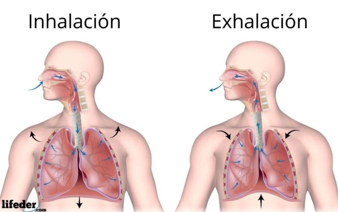 Alvéolos Pulmonares Qué Son Estructura Funciones Intercamio Gaseoso 0418