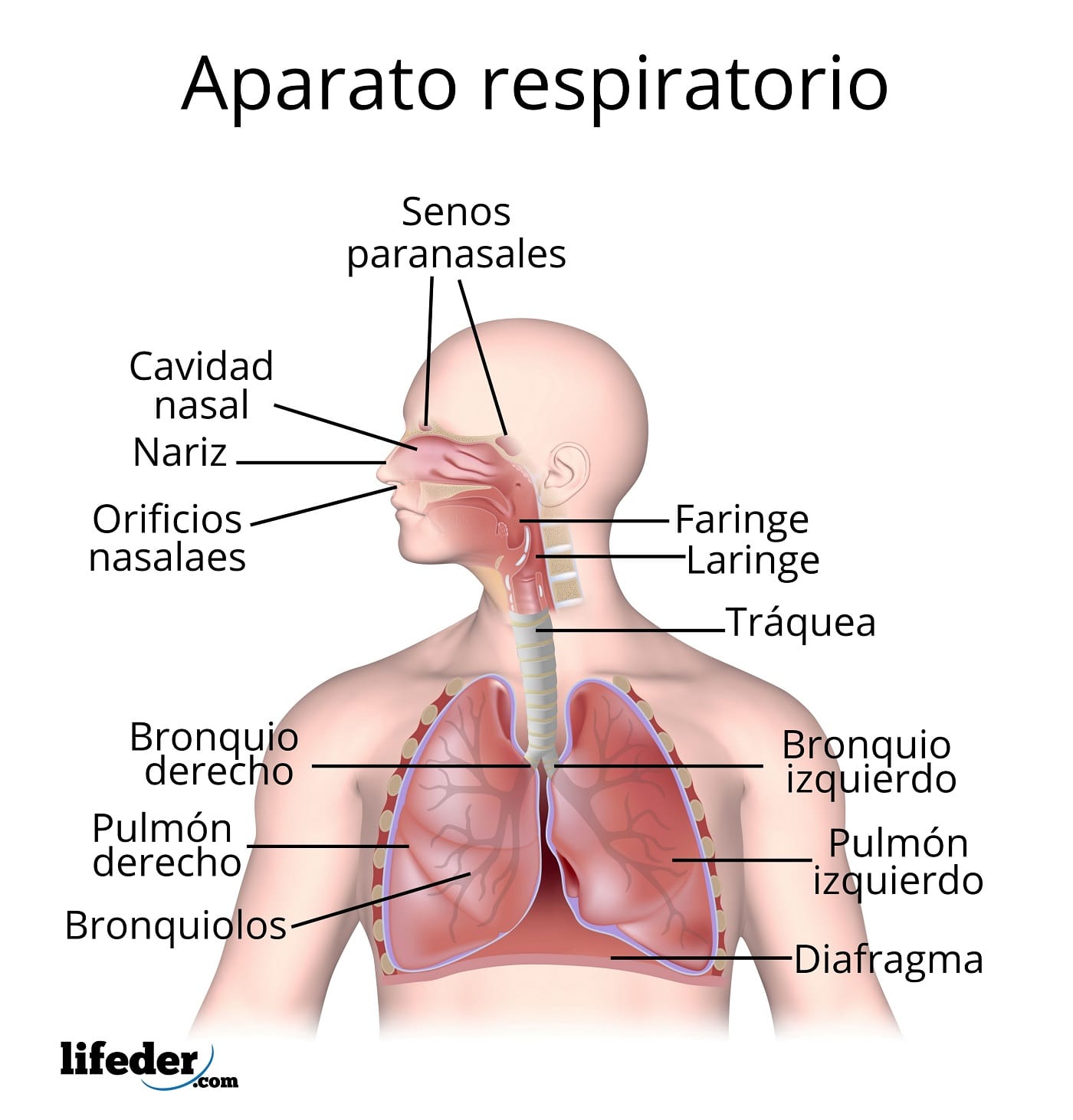 aparato respiratorio completo