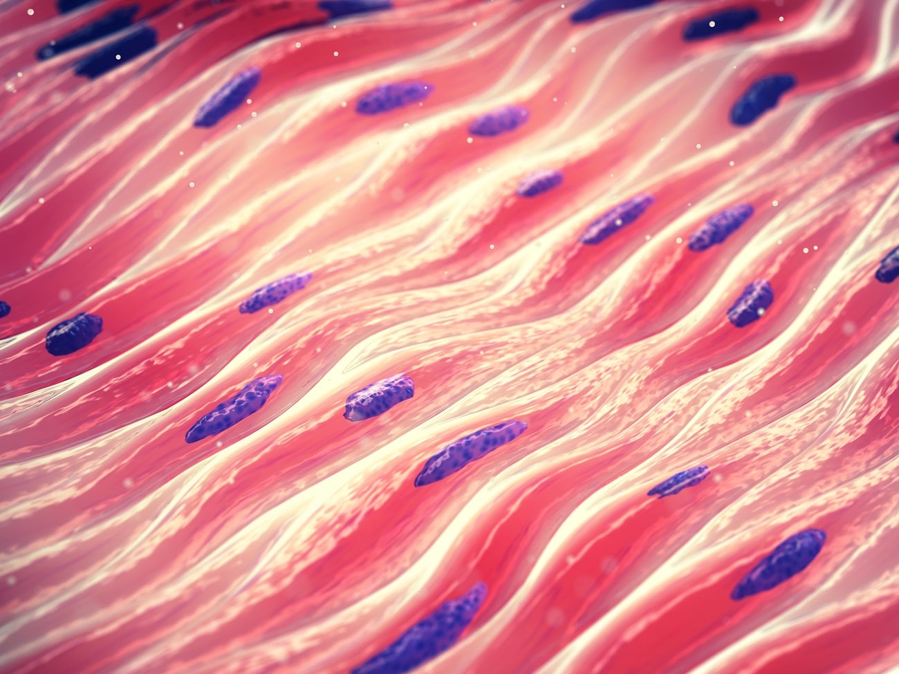 Мышечная клетка ламы