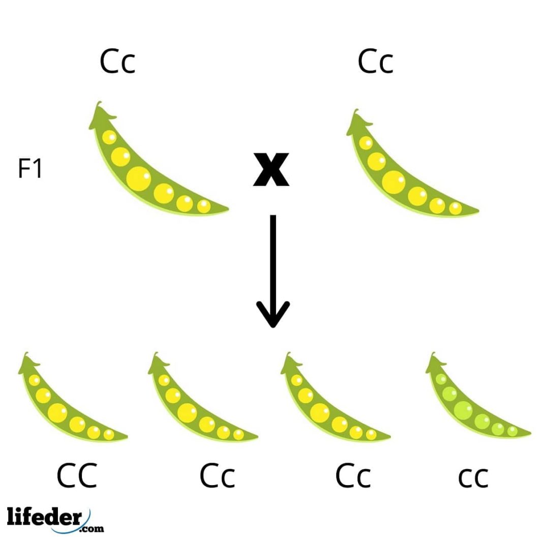 Leyes De Mendel: Explicación Fácil Y Ejemplos