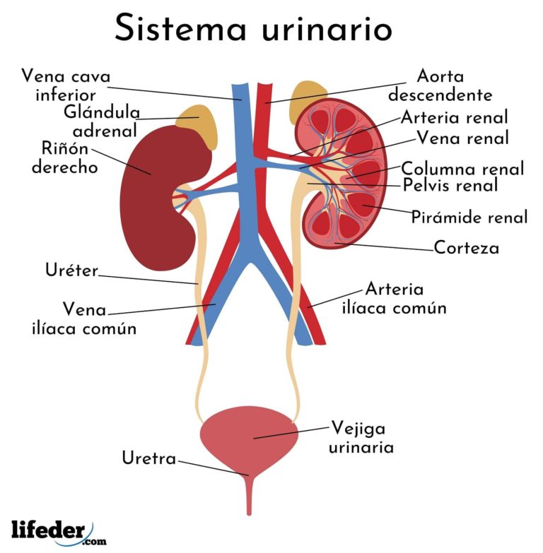 Sistema Urinario Funciones Partes Funcionamiento 0444