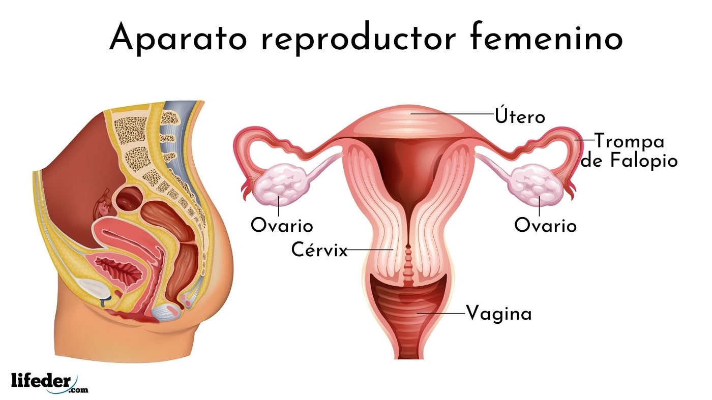 13 Partes Del Aparato Reproductor Femenino Gif Cabe