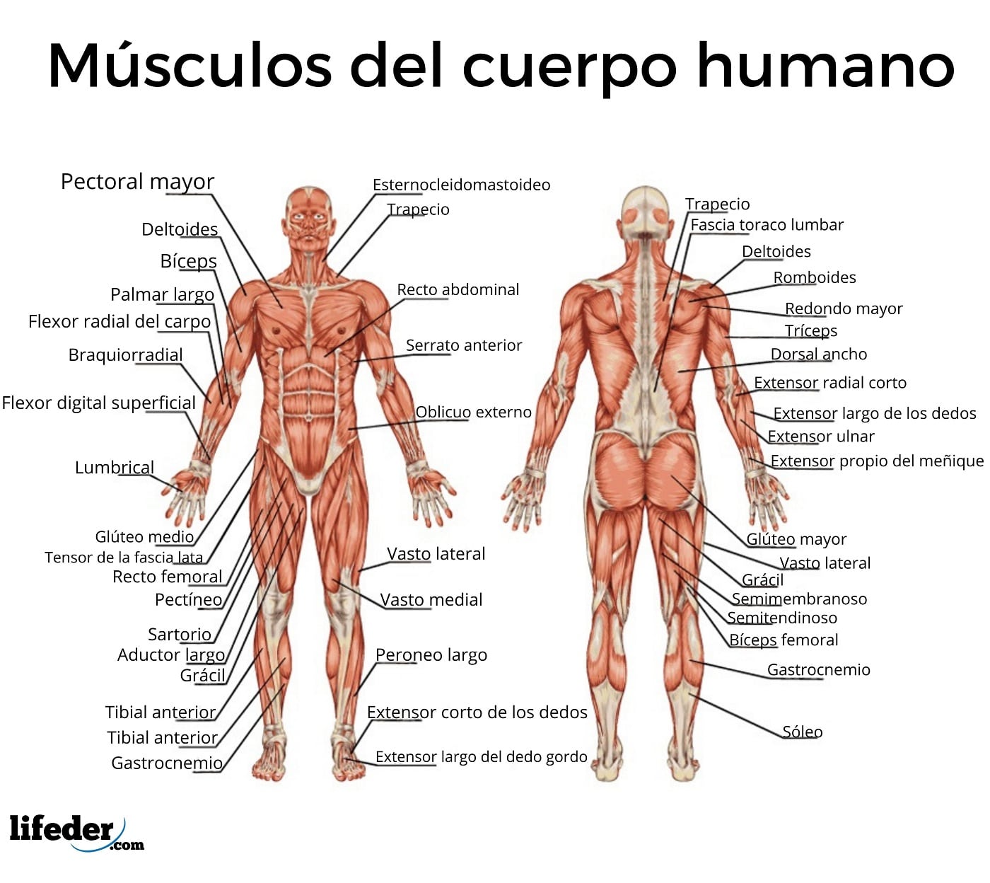 Sistema Muscular Humano Funciones Tejido Muscular Tipos De M Sculos