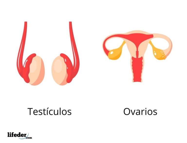 Glándulas mixtas características funciones ejemplos