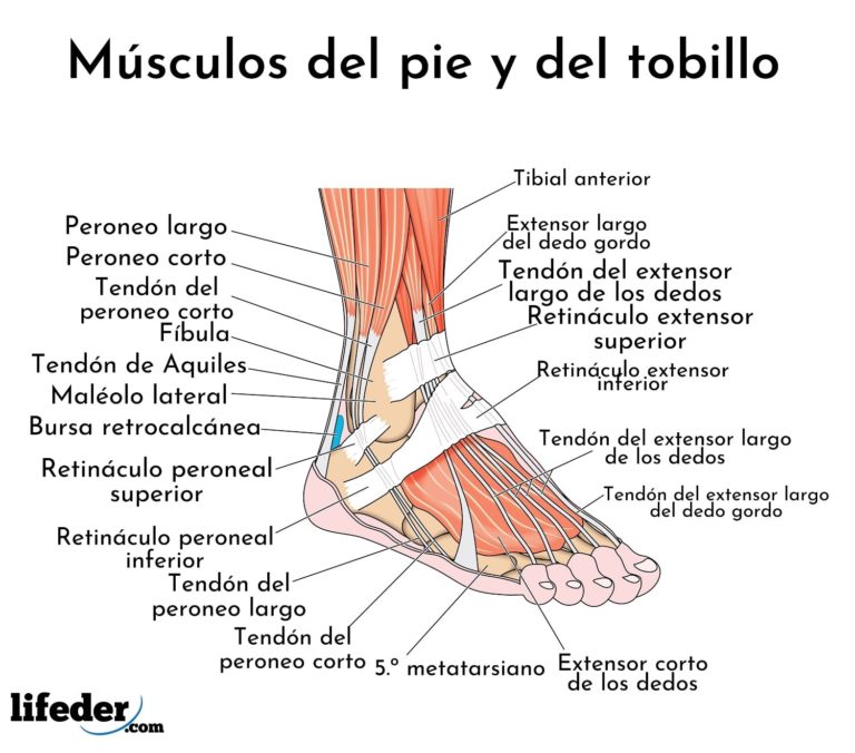 Músculos De La Pierna Descripción Y Funciones Imágenes 5521