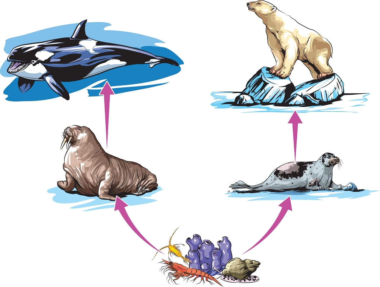 Цепи питания животных Арктики