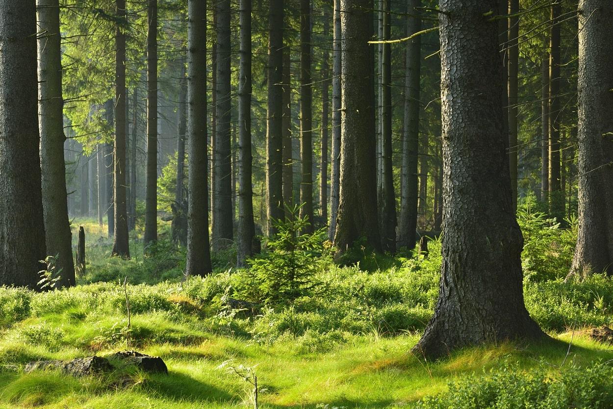 Bosques Qué Son Características Ubicación Tipos Flora Fauna 