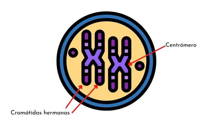 Cromosomas Homólogos Qué Son Homología Y Similitud